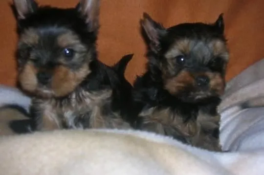 Szczeniaczki Yorkshire Terrier