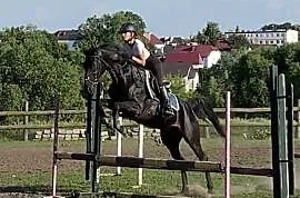 15 letni koń profesor, Hrubieszów