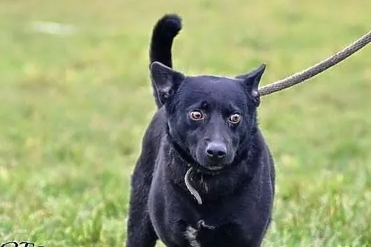Cudowny psiak wabi sie pluto szuka domu