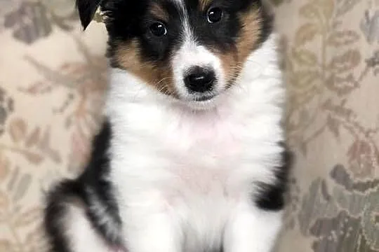 Alladin bajeczny sheltie tricolor po pracujących rodzicach, Warmińsko-mazurskie, Pupki
