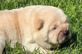 Suczka chow chow