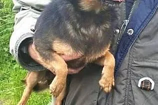 FIFI - malutka, 6 kg przerażona sunia nie odnajduje się w schronisku,  małopolskie Kraków