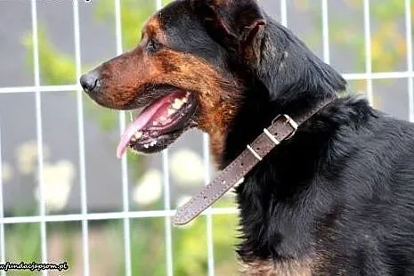 Olimp- przyjacielski wesołek o wielkim sercu,  maz
