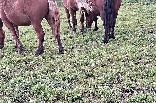 Sprzedam konie źrebaki zimnokrwiste, Lubuskie, Słońsk