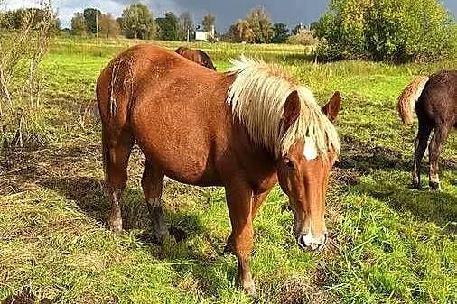 Sprzedam konie źrebaki zimnokrwiste, Lubuskie, Słońsk