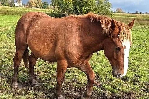 Sprzedam konie źrebaki zimnokrwiste, Lubuskie, Słońsk