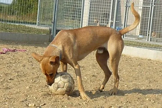 Pado – młodziutki psiak o charcim wdzięku!, , Świdnica