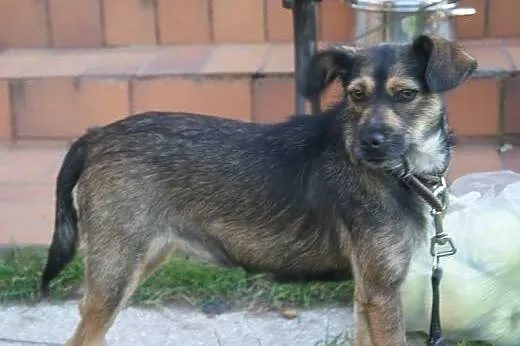 Rysia &#8211; bezproblemowa, domowa suczka do 