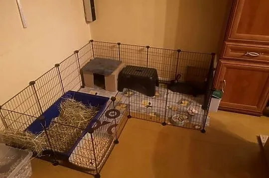 Kojec dla gryzoni klatka modułowa wybieg dla królika