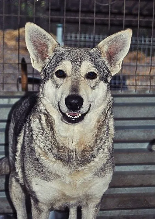 Mieszanka husky Kimi do adopcji , lubelskie Świdn