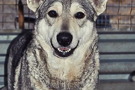 Mieszanka husky Kimi do adopcji ,  lubelskie Świdn