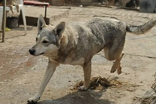 Mieszanka husky Kimi do adopcji ,  lubelskie Świdn