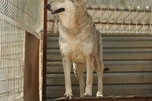 Mieszanka husky Kimi do adopcji ,  lubelskie Świdn