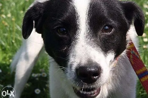 Łatek - wystraszony pies do adopcji ,  małopolskie