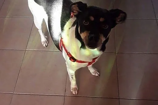 Krówka młoda piękna i grzeczna sunia marzy o kocha