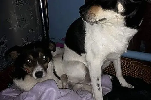 Krówka młoda piękna i grzeczna sunia marzy o kocha