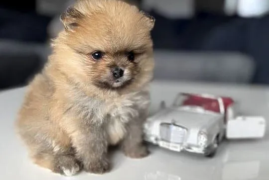 Pomeranian mini Bobo 800g