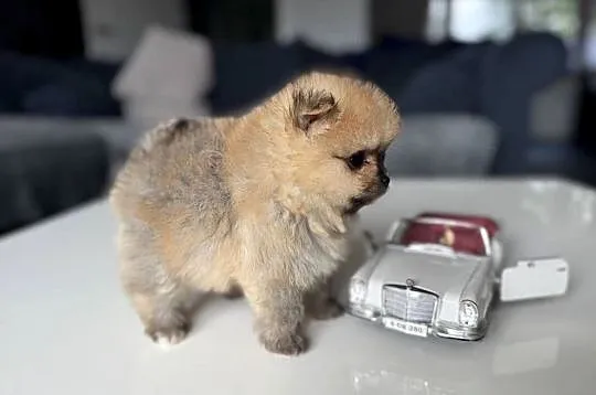 Pomeranian mini Bobo 800g, Pomorskie, Kolbudy