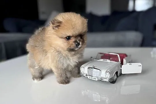 Pomeranian mini Bobo 800g, Pomorskie, Kolbudy
