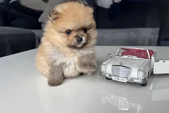 Pomeranian mini Bobo 800g, Pomorskie, Kolbudy