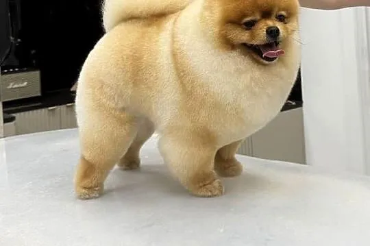 Pomeranian mini Bobo 800g, Pomorskie, Kolbudy