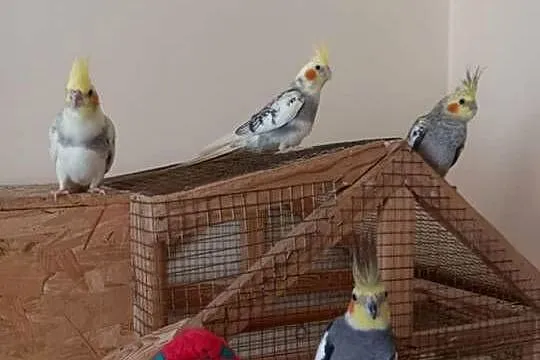 Sprzedam papugi nimfy 2 młode i parkę z jajkami, Mazowieckie, Lisowola