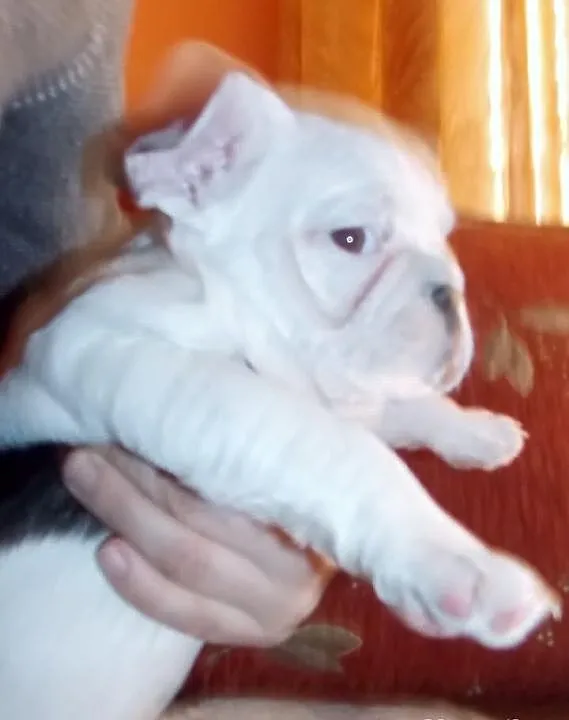 Buldożki francuskie białe buldgi francuskie buldog