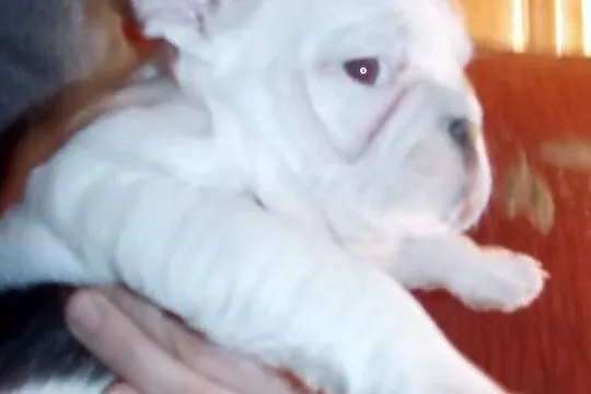 Buldożki francuskie białe buldgi francuskie buldog