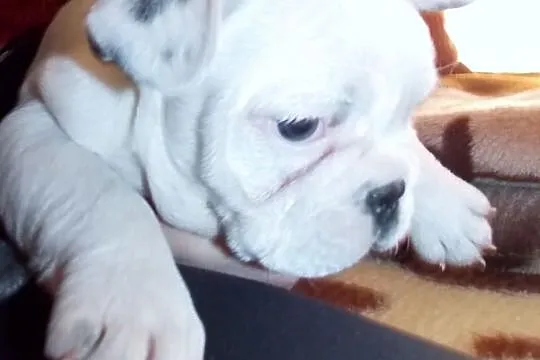 Buldożki francuskie białe buldgi francuskie buldog