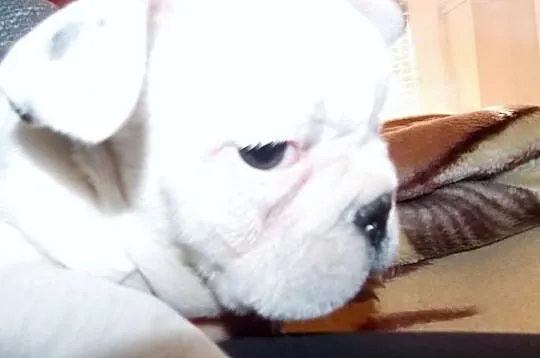 Buldożki francuskie białe buldgi francuskie buldog