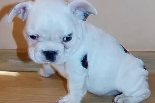 Buldożki francuskie białe buldgi francuskie buldog