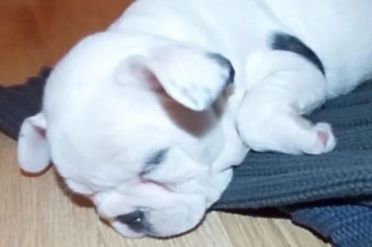 Buldożki francuskie białe buldgi francuskie buldog