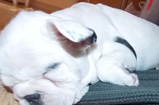 Buldożki francuskie białe buldgi francuskie buldog
