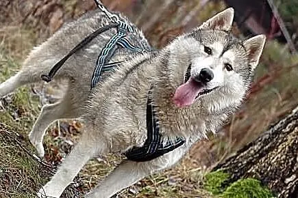 Belfer - psiak w typie husky szuka domu na stałe
