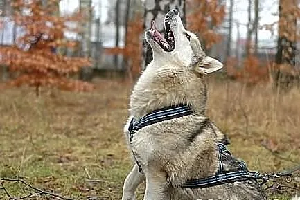 Belfer - psiak w typie husky szuka domu na stałe