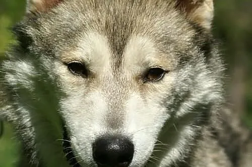 Belfer - psiak w typie husky szuka domu na stałe