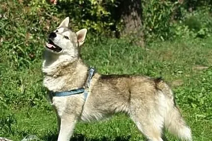 Belfer - psiak w typie husky szuka domu na stałe
