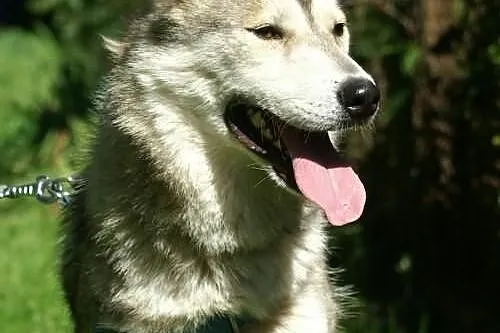 Belfer - psiak w typie husky szuka domu na stałe