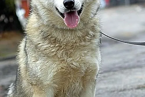 Belfer - psiak w typie husky szuka domu na stałe