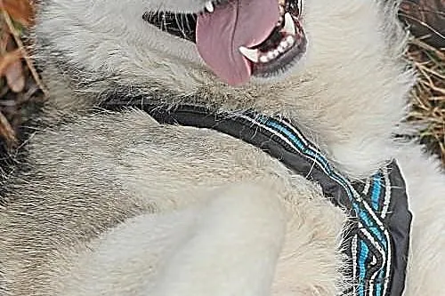Belfer - psiak w typie husky szuka domu na stałe