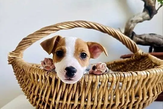 Uroczy Jack Russell Terrier z rodowodem