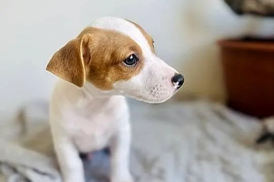 Uroczy Jack Russell Terrier z rodowodem, Wielkopolskie, Poznań
