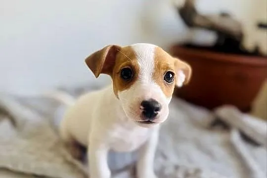 Uroczy Jack Russell Terrier z rodowodem, Wielkopolskie, Poznań