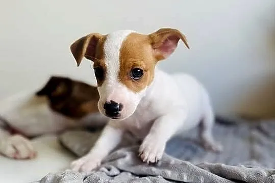 Uroczy Jack Russell Terrier z rodowodem, Wielkopolskie, Poznań