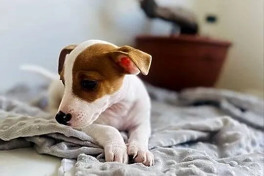 Uroczy Jack Russell Terrier z rodowodem, Wielkopolskie, Poznań