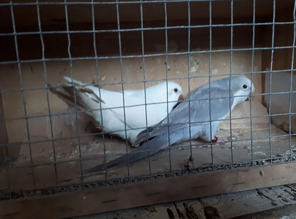 Mnichy nizinne para lęgowa, , Skała