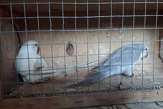 Mnichy nizinne para lęgowa, , Skała