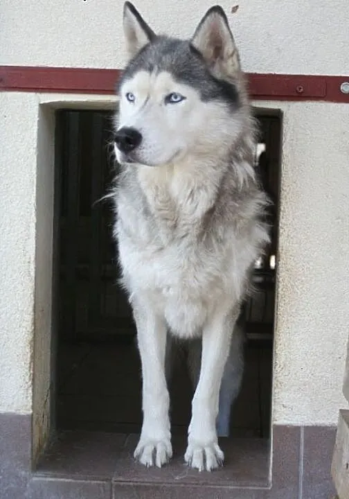 Piękna Luna S. w typie husky czeka na Ciebie, ślą
