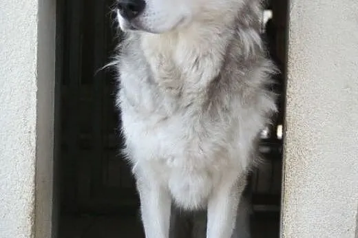 Piękna Luna S. w typie husky czeka na Ciebie,  ślą