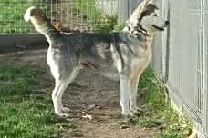Piękna Luna S. w typie husky czeka na Ciebie,  ślą
